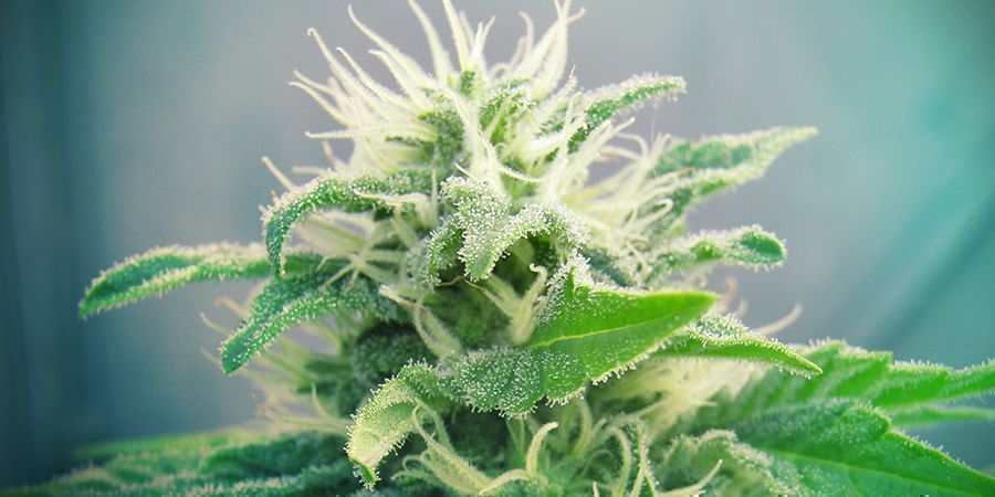 La varietà di Cannabis: la marijuana Jack Herer