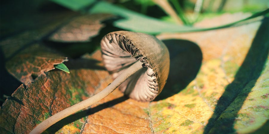 Come Identificare Differenti Tipi di Funghi Magici