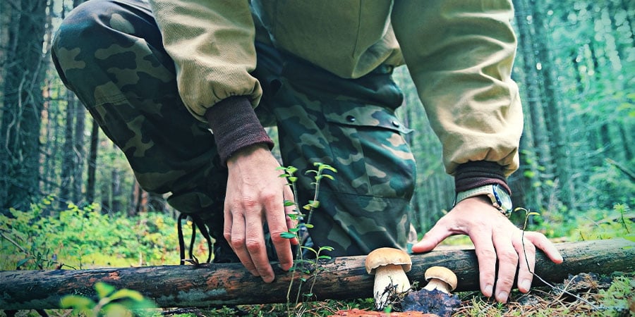 Funghi Pericolosi