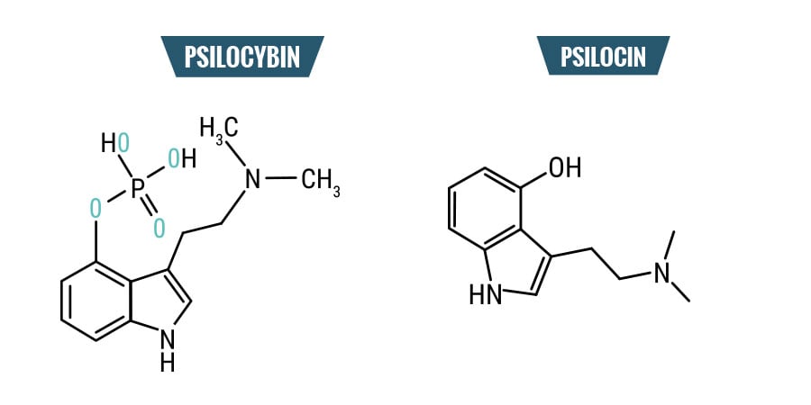 Psilocibina vs. Psilocina