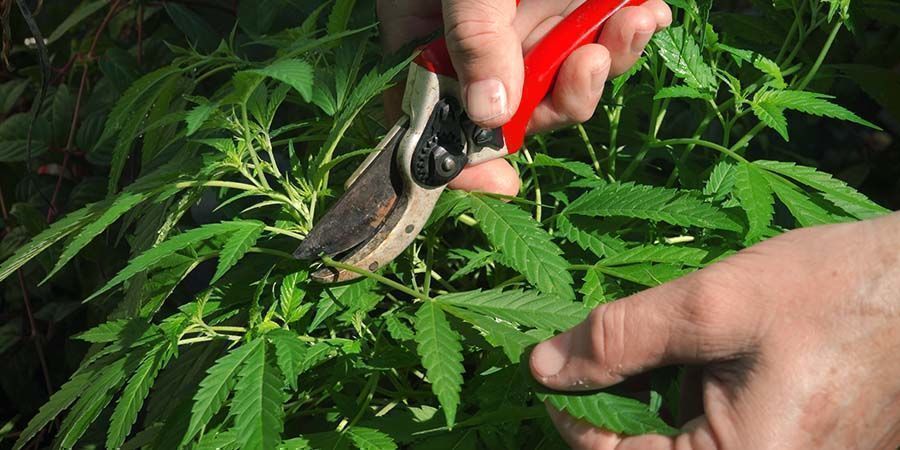 Defogliazione Delle Piante Di Cannabis