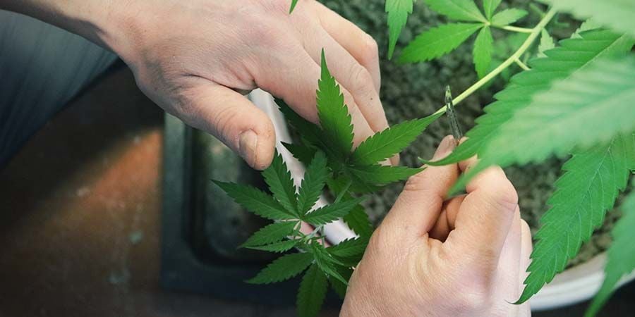 Sramatura Pianta Di Cannabis