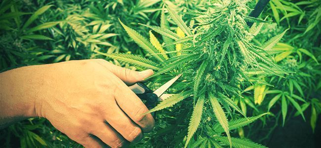 Meglio la Cannabis: Imparare A Potare