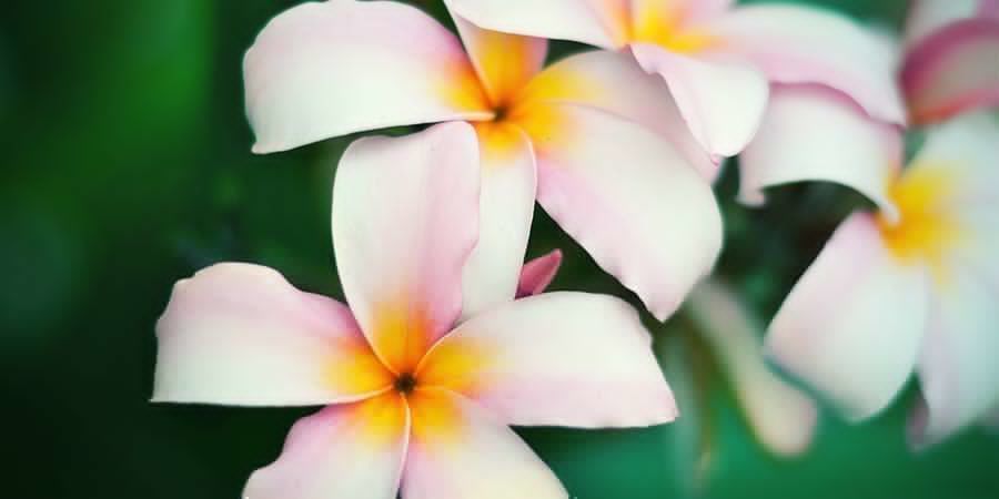 Frangipani Frangipani