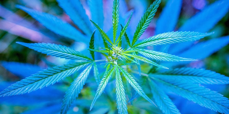 Spettro Luminoso Per Piante Di Cannabis In Crescita Vegetativa