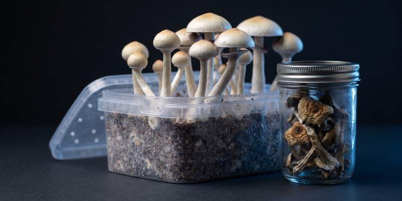 Cosa sono i funghi magici? Cosa sono i funghi magici?