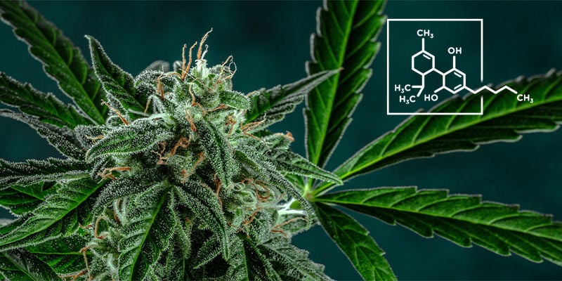 6. La Cannabis Contiene Più CBD Che THC