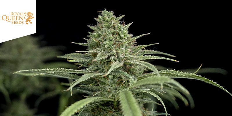 AMG - Amnesia Mac Ganja (Royal Queen Seeds)