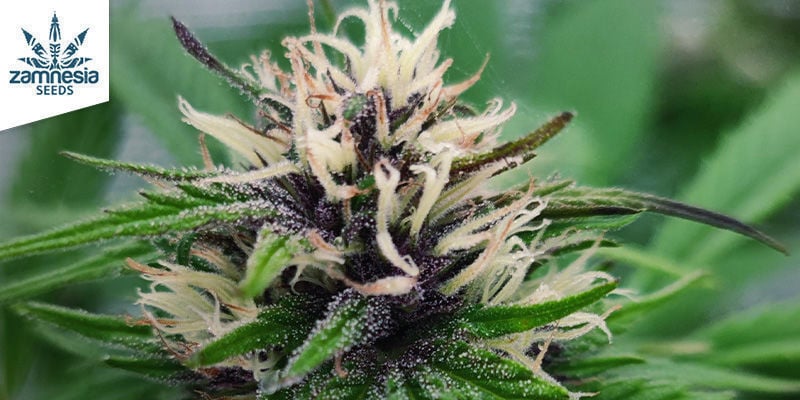 Blue Dream (Zamnesia Seeds) femminizzata