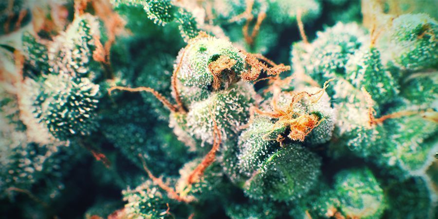 I Pistilli Dorati Cannabis