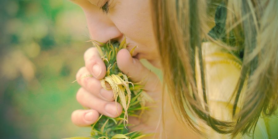 Cannabis - Annusala!