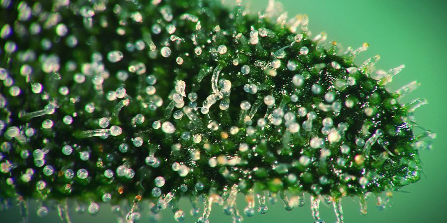 Osserva I Cristalli De Cannabis