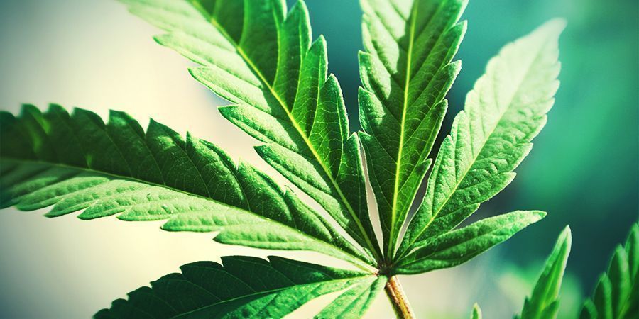 Cannabis Troppe Foglie