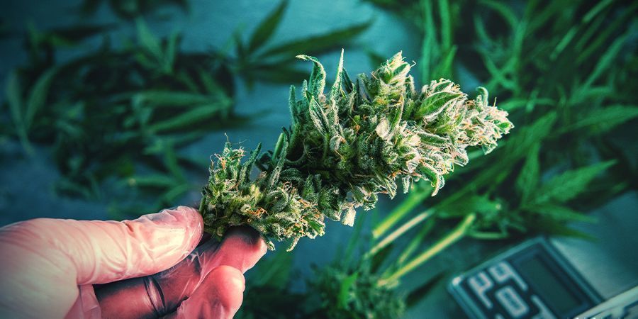 Marijuana Umida O Secca