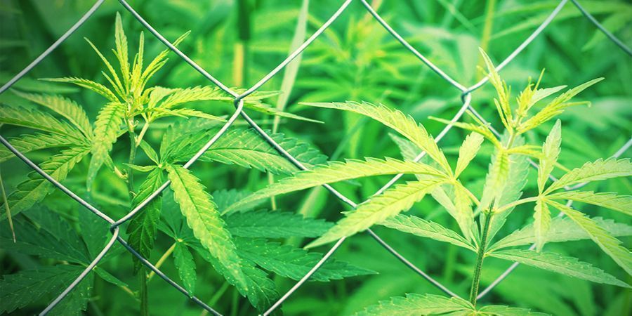 scelta del posto di coltivare cannabis in esterni