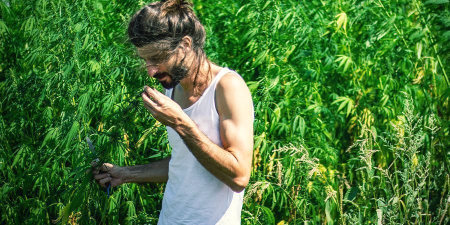 La cannabis ha un forte odore