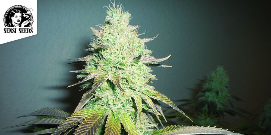 Northern Lights Sensi Seeds