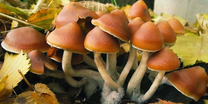 Psilocybe Azurescens