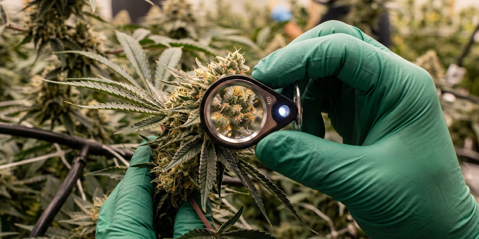 Varietà originali e la loro influenza sulla cannabis moderna Varietà originali e la loro influenza sulla cannabis moderna
