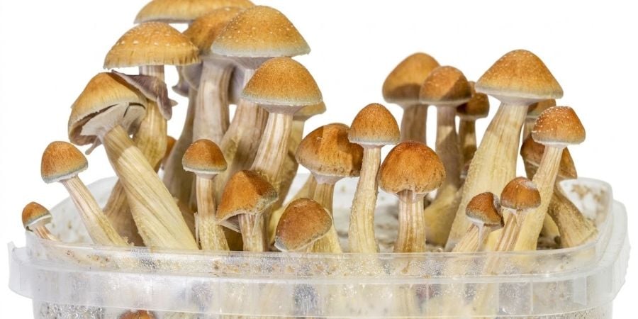 Come coltivare i kit di funghi Zamnesia SUPREME