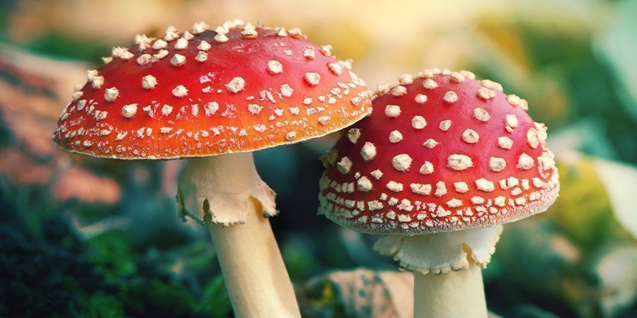 Cos'e` l'Amanita Muscaria?