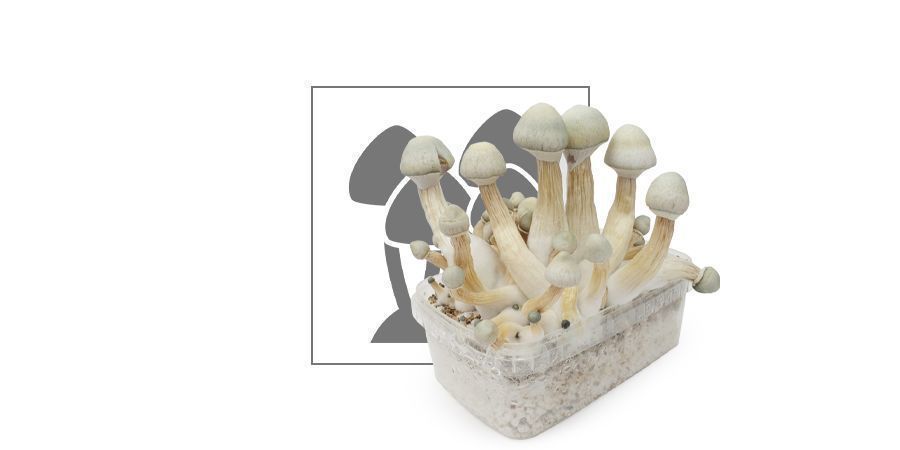 Top 10 Funghi Magici