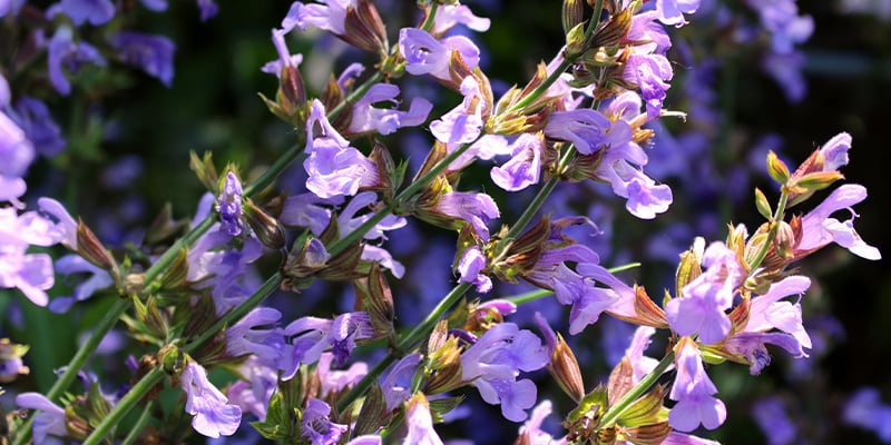 Imparate a familiarizzare con la Salvia divinorum