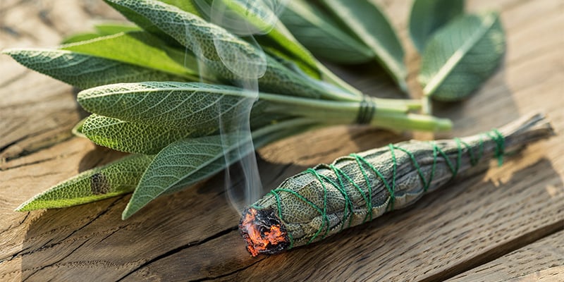 Metodi di somministrazione e dosaggio della Salvia divinorum