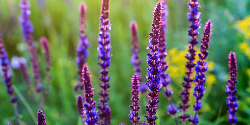 Cos'è la Salvia divinorum?