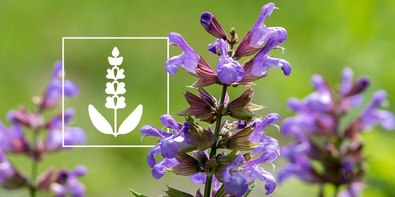 Salvia divinorum: Tutto quello che c'è da sapere 