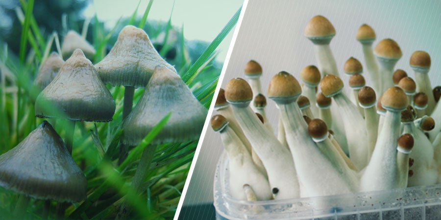 Che Aspetto Hanno I Funghi Allucinogeni?