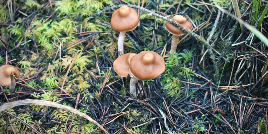 Quali Sono I Funghi Allucinogeni Più Potenti?