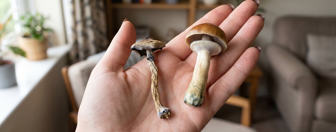 Come Essiccare I Funghi Allucinogeni Come Essiccare I Funghi Allucinogeni