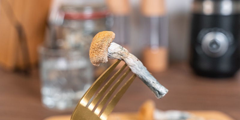 Masticare E Deglutire I Funghi Allucinogeni