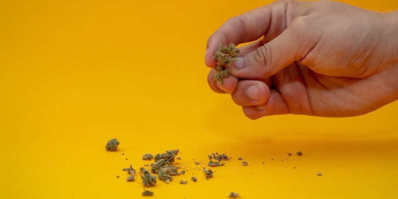 Cosa Succede Quando La Cannabis Diventa Troppo Vecchia?