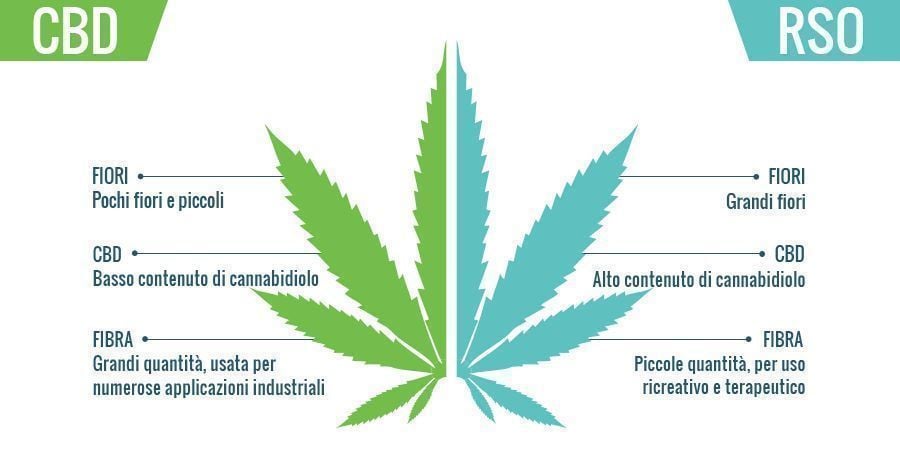 CBD vs RSO