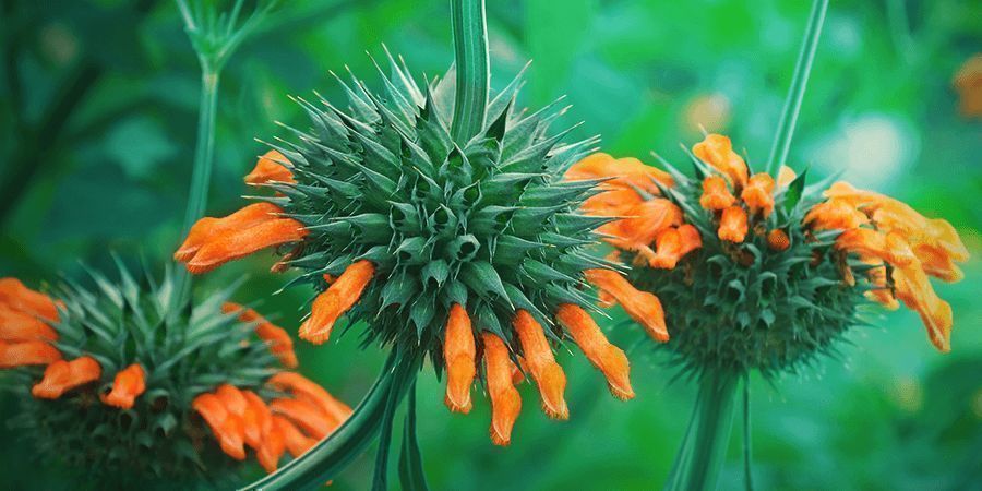 Profilo Botanico Del Leonotis Leonurus