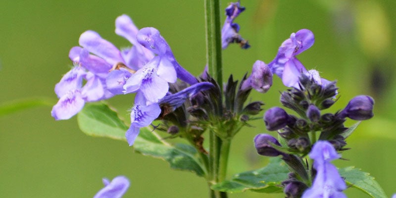 Skullcap: Tutto Quello Che C'è Da Sapere