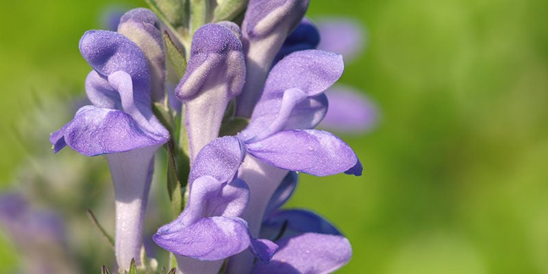 ASPETTI BOTANICI DELLA SKULLCAP