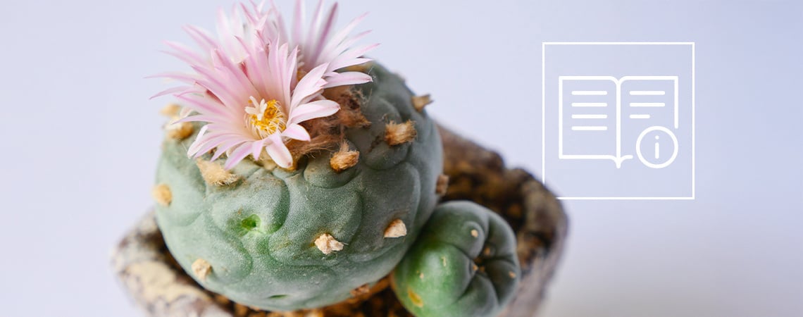 Come coltivare e prendersi cura del peyote: Guida passo-passo
