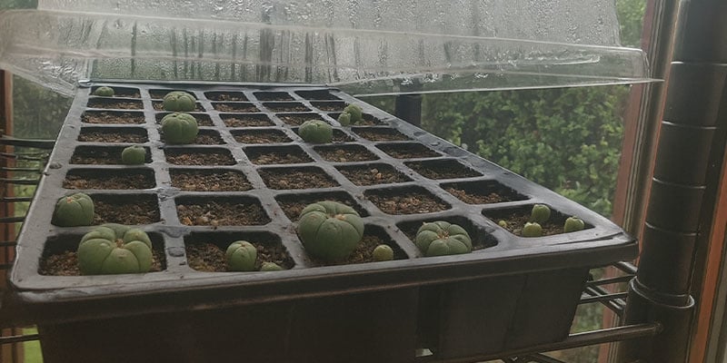Cura delle plantule di peyote (primo anno)