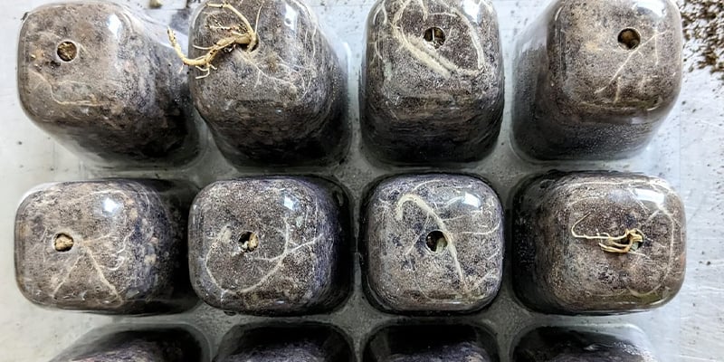 Innanzitutto, controllate che il peyote abbia effettivamente bisogno di essere trapiantato