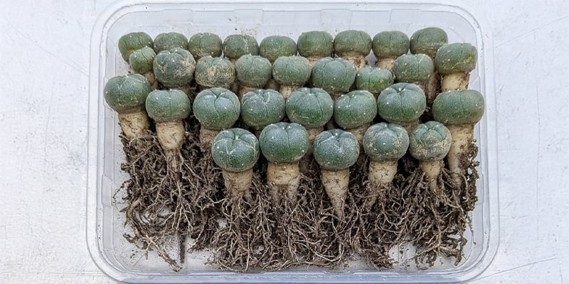 Dopo aver estratto il cactus, ispezionate l'apparato radicale