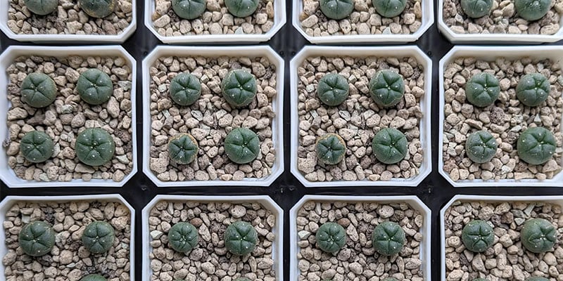 Sistemate delicatamente il peyote all'interno del nuovo contenitore