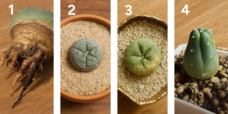 Risoluzione dei problemi relativi alla coltivazione del peyote