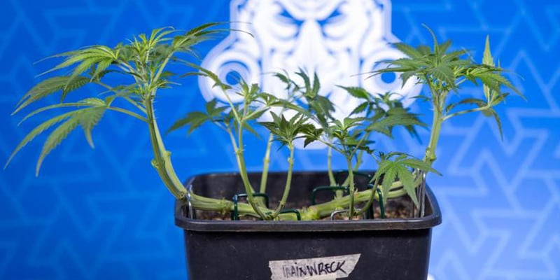 Cos&rsquo;&egrave; il low-stress training (LST)?