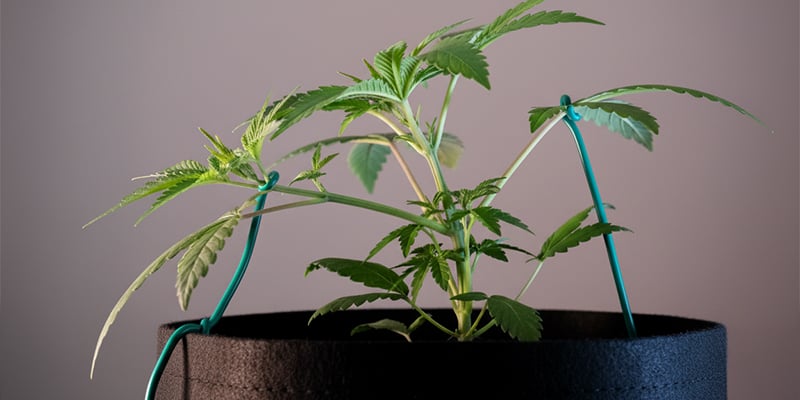 Errori comuni da evitare con il low stress training