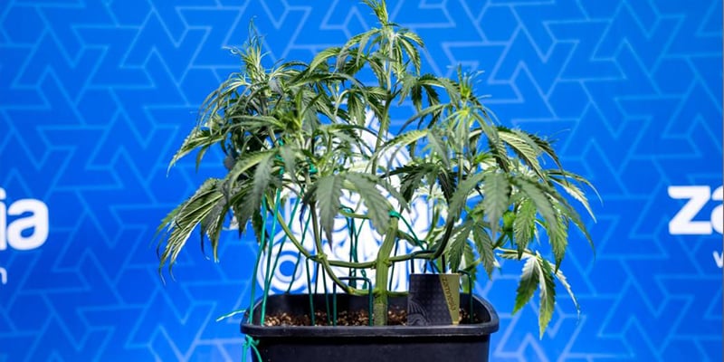 Il low stress training vale la pena?