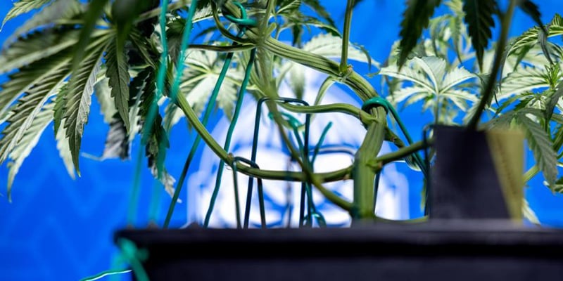 Quando iniziare l&rsquo;LST sulla cannabis fotoperiodica