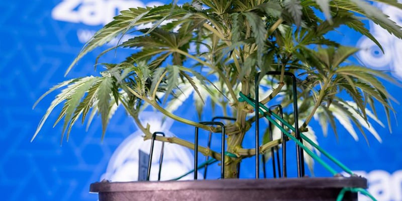 Passo dopo passo: come fare il low stress training